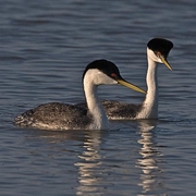 Bird of the week image